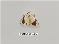 藏品(燈蛾科)的圖片